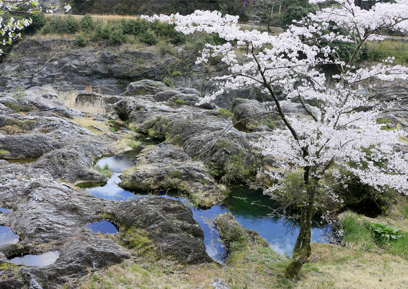 ソメイヨシノや山桜が咲き乱れます。