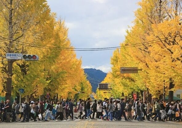 約4kmにわたる甲州街道のいちょう並木が黄金色に染まります（画像提供：八王子いちょう祭り祭典委員会）