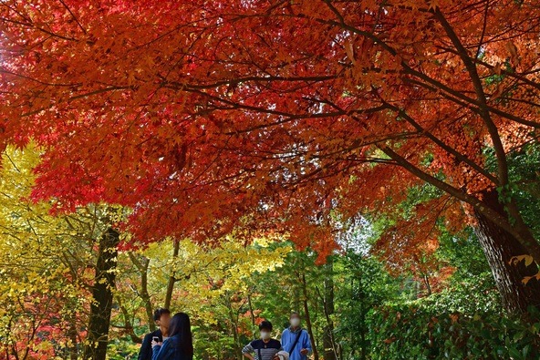 「成田山公園」では、今週末の11月15日（土）から「紅葉まつり」を開催（画像提供：成田市観光協会）
