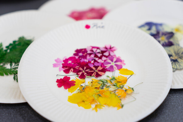 色彩と形を鮮やかに乾燥させた花