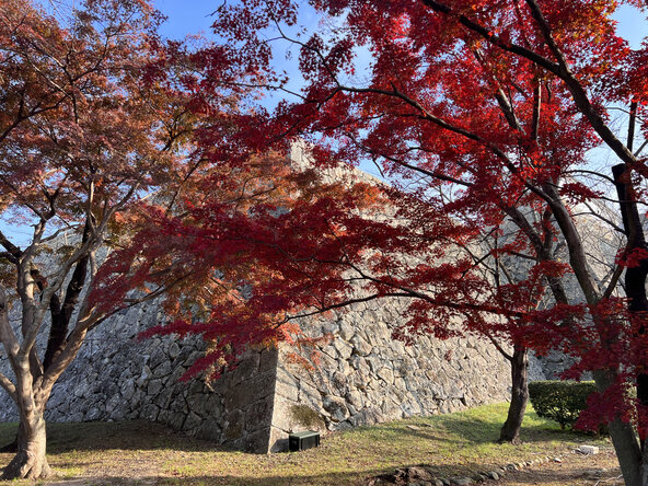 石垣と紅葉が織りなす、津山ならではの秋景色が広がります