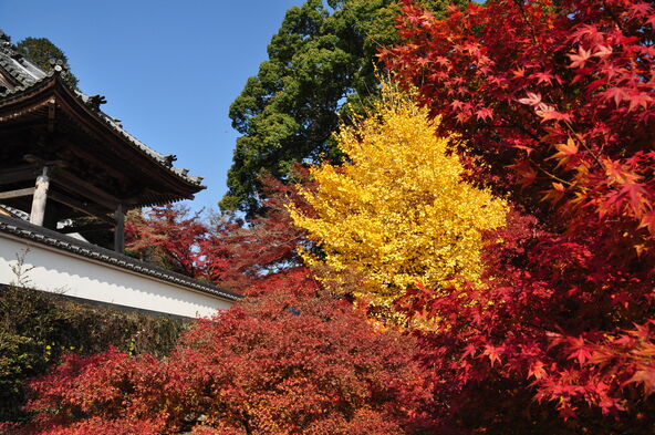 紅葉のコントラストにうっとり♪（画像提供：大垣市）