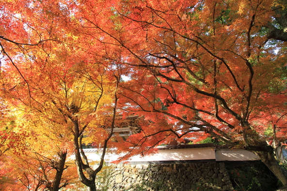 紅葉シーズンの「円興寺」（画像提供：大垣市）