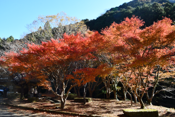 一面の紅葉が壮観！（画像提供：藤枝市）