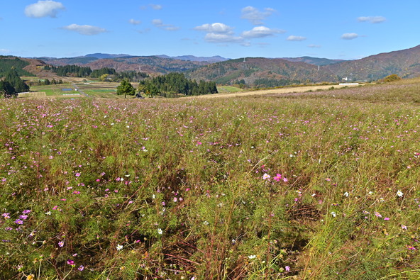 2025年11月12日の様子