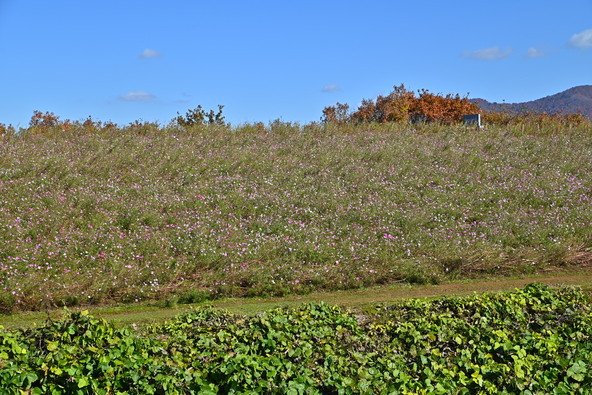 2025年11月12日の様子