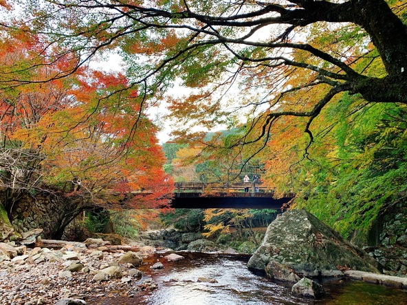 「神殿橋」は必見の紅葉スポット（画像提供：四万十市）