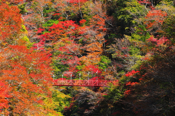紅葉シーズンの「べふ峡」（画像提供：kazukiatuko / PIXTA）