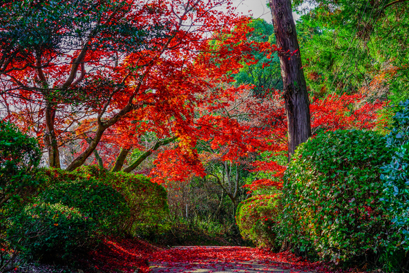 裏参道の紅葉（画像提供：mandegan / PIXTA）