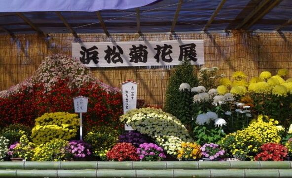 愛好家が丹精込めて育てた菊を展示