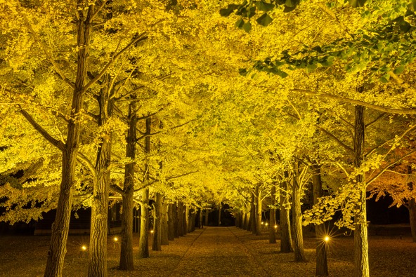 11月24日（月・振休）まで、毎日17時から20時まで、イチョウ並木をライトアップ！
