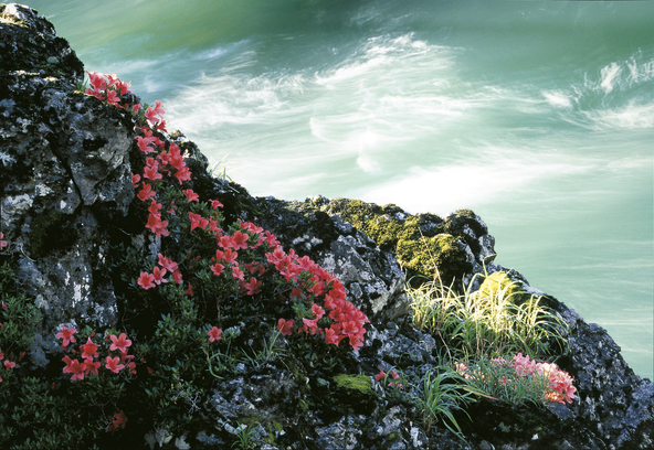 可憐な朱色の花を崖いっぱいに咲かせる岩ツツジ