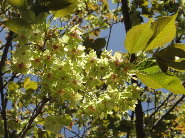 御衣黄桜は遊歩道で見ることができます。