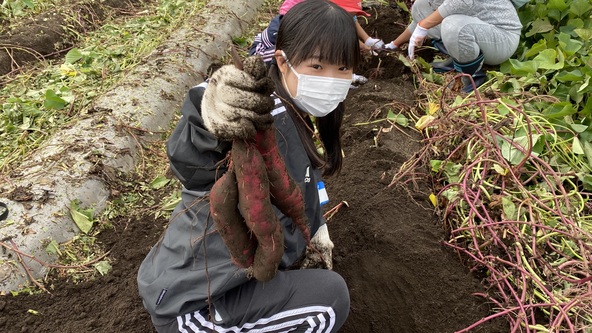 いも掘り体験の様子