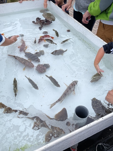 タッチングプール