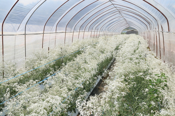 かすみ草畑（ハウス内）