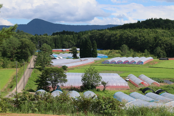 矢ノ原かすみ草畑（見学はできません）