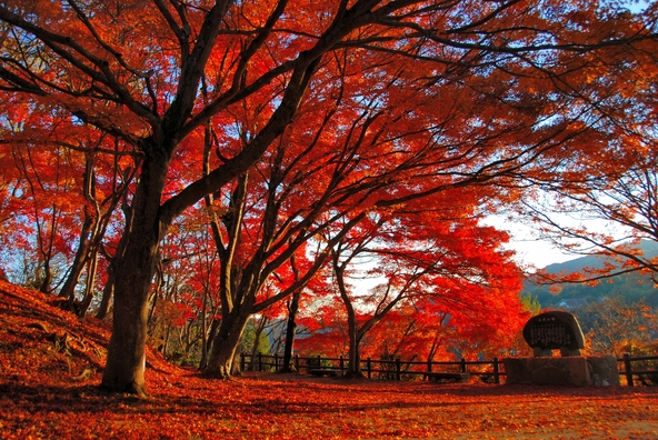 紅葉が最盛期には一面が赤く染まる絶景が広がります（画像提供：Rimeimasa / PIXTA）
