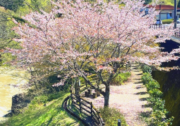 桜の時期は特におすすめです。