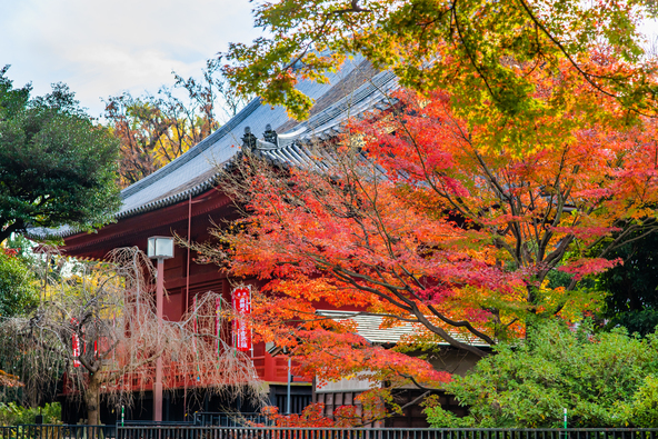 黒曜シーズンの「寛永寺 清水観音堂」（画像提供：denkei / PIXTA）