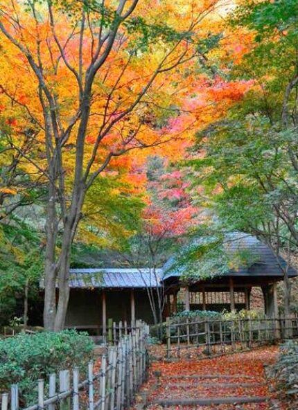 紅葉シーズンの「七沢森林公園」