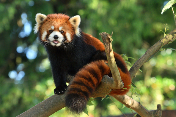 レッサーパンダの「風太くん」が脚光を浴びた「千葉市動物公園」