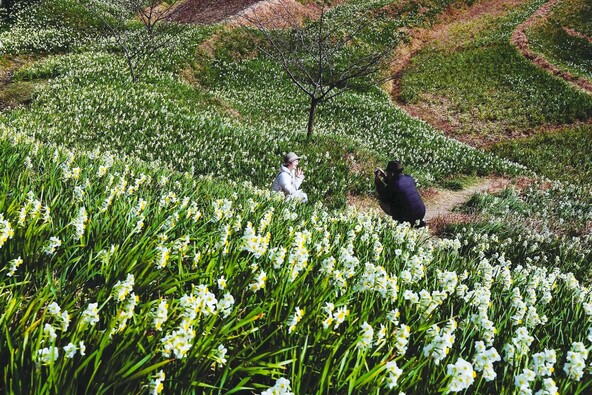 優雅な香りに包まれながら「江月水仙ロード」を散策（画像提供：公益社団法人 千葉県観光物産協会）