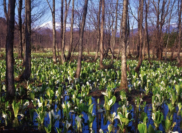 ハンノキとミズバショウ