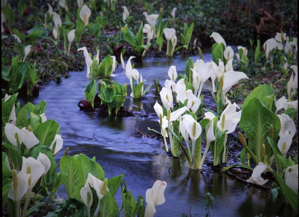 清流に咲くミズバショウ