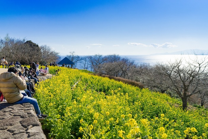 吾妻山菜の花ウォッチング2026 | 富士山と菜の花の絶景！神奈川県二宮