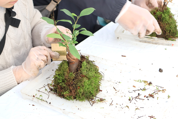 ころんとかわいい苔玉作りに挑戦しましょう