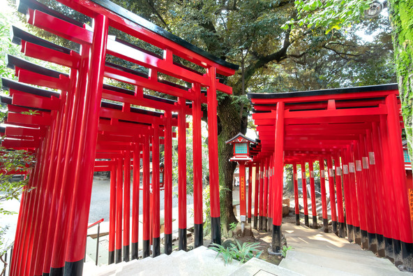 東京都港区にある「乃木根津神社」の千本鳥居（画像提供：Caito / PIXTA）