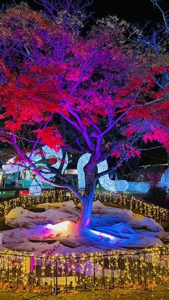 今年登場した「もみじ」のイルミネーション