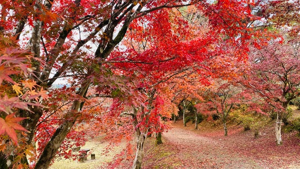 もみじトンネル！！きれいです。私のイチオシです。