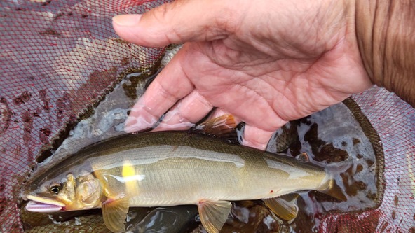 町を流れる飛騨川と神渕川は鮎の宝庫！