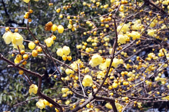 「京都府立植物園」に咲くロウバイ（画像提供：アネモネ / PIXTA）※過去開花時の様子