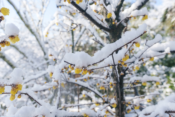 天龍寺境内の雪化粧をしたロウバイの花（画像提供：でじたるらぶ / PIXTA）