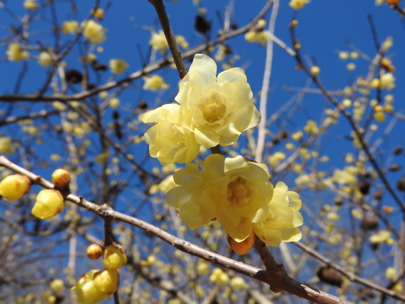 見頃の時期のソシンロウバイ（画像提供：zero / PIXTA）