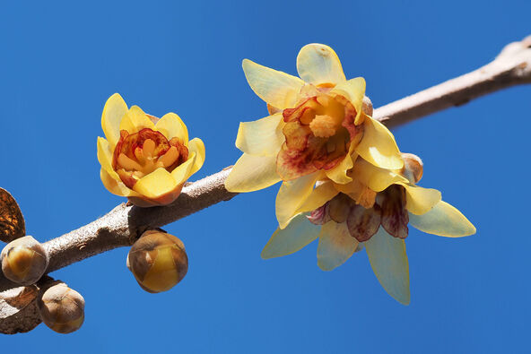 ロウバイ（画像提供：BandX / PIXTA）