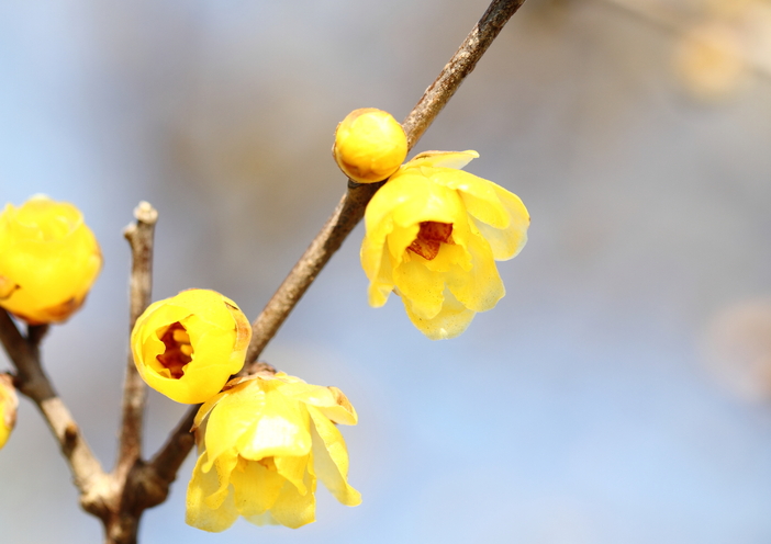 2026関西】真冬に咲く蝋梅（ロウバイ）の名所＆穴場7選 親子向け情報も