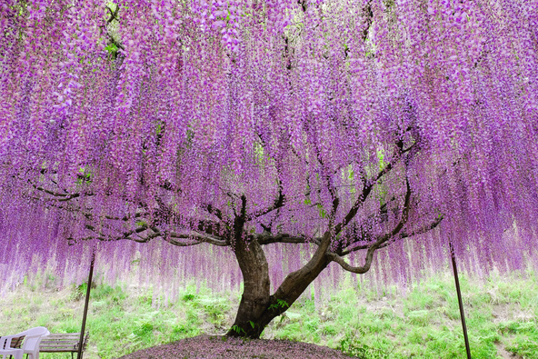 「白毫寺」の藤　画像：ゆらぎ / PIXTA(ピクスタ)