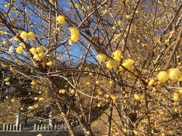 透き通るような黄色い花が、冬の青空に映えます