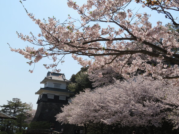 板敷櫓と桜(3月下旬～4月中旬)