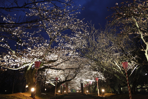 ライトアップされた夜桜