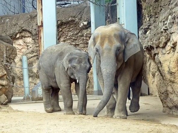大きな体と優しい表情が魅力のアジアゾウ