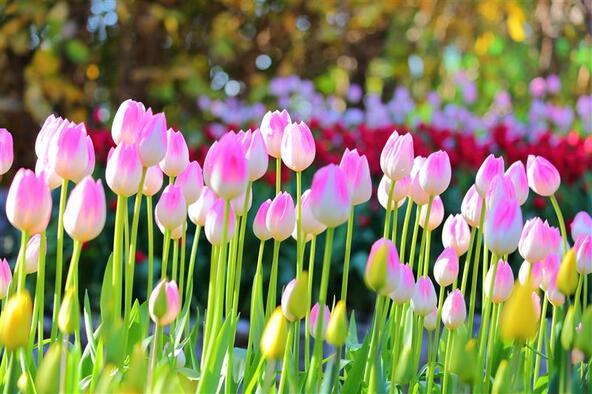 冬の澄んだ寒空に咲くアイスチューリップ