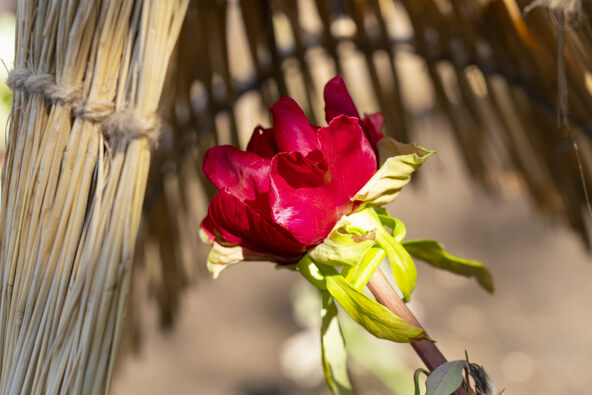 寒牡丹・戸川寒