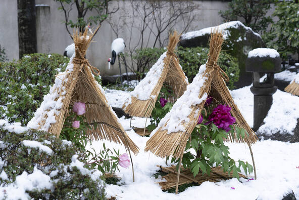 雪のぼたん苑の様子