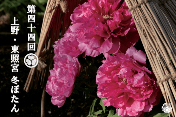 “わらぼっち”に包まれた冬のぼたんを観賞！