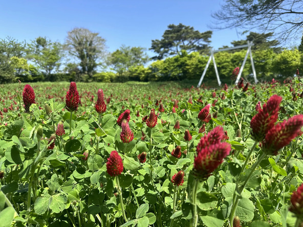 ストロベリーキャンドル